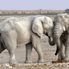 Öreg elefánt nem vén elefánt – Az afrikai elefántbikák párzási titkát figyelték meg tudósok Öreg elefánt nem vén elefánt – Az afrikai elefántbikák párzási titkát figyelték meg tudósok