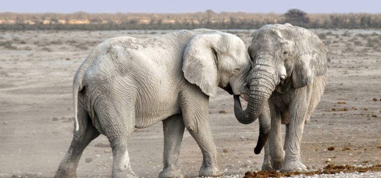 Öreg elefánt nem vén elefánt – Az afrikai elefántbikák párzási titkát figyelték meg tudósok