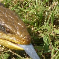 Nagyon gyorsan tanulnak a fiatal ausztrál kéknyelvű szkinkek