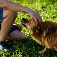 A törpemalacok és a kutyák emberekkel való kommunikációs viselkedéséről készült tanulmány A törpemalacok és a kutyák emberekkel való kommunikációs viselkedéséről készült tanulmány
