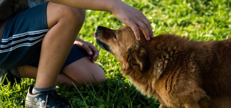 A törpemalacok és a kutyák emberekkel való kommunikációs viselkedéséről készült tanulmány