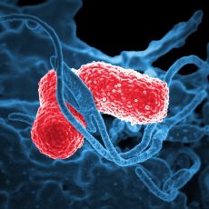 Összefüggést találtak a szívbetegségek egy jelzőanyaga és a paleoétrend között Összefüggést találtak a szívbetegségek egy jelzőanyaga és a paleoétrend között