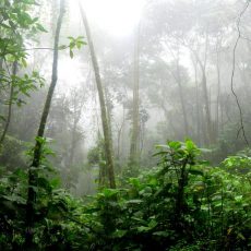 Az afrikai erdő- és bozóttüzek füstje trágyázza az Amazonas esőerdőit és az óceánokat
