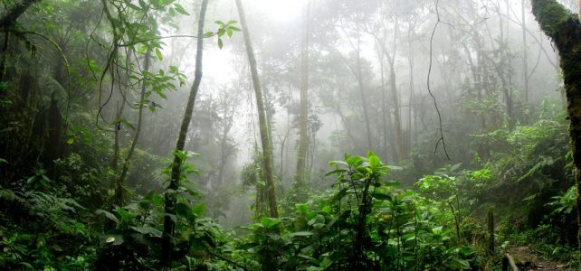 Az afrikai erdő- és bozóttüzek füstje trágyázza az Amazonas esőerdőit és az óceánokat