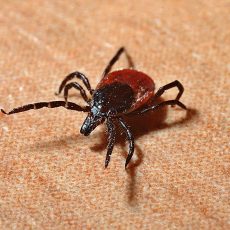 Új eljárás segíthet kimutatni a Lyme-kórt