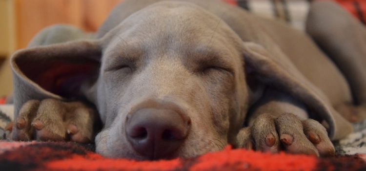 Az alvó kutyák agyának működése hasonlít az emberéhez