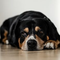 Augusztus 20. – A tűzijáték miatti óvintézkedésekre figyelmezteti a kutyatartókat a főváros rendészeti igazgatósága