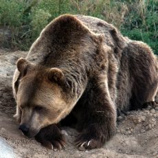 Veszélyeztetik a vadon élő állatokat a szelfiző turisták Veszélyeztetik a vadon élő állatokat a szelfiző turisták