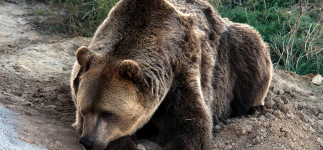 Veszélyeztetik a vadon élő állatokat a szelfiző turisták