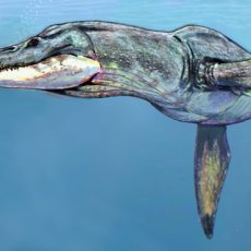 Százötvenmillió éves tengeri ragadozó fosszíliájára bukkantak Lengyelországban Százötvenmillió éves tengeri ragadozó fosszíliájára bukkantak Lengyelországban