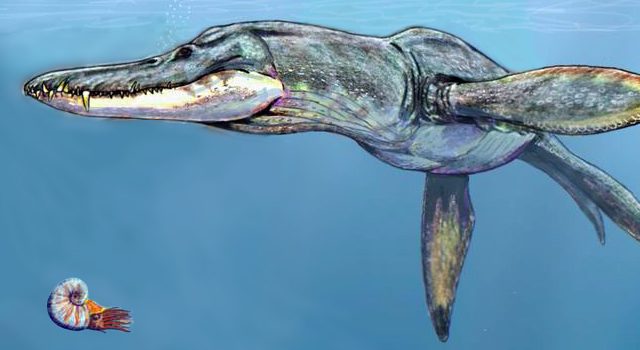 Százötvenmillió éves tengeri ragadozó fosszíliájára bukkantak Lengyelországban