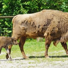 Vadon élhetnek európai bölények az Őrségi Nemzeti Parkban Vadon élhetnek európai bölények az Őrségi Nemzeti Parkban