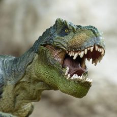 Kutatócsoport alakul a dinoszauruszok gyors növekedésének vizsgálatára Kutatócsoport alakul a dinoszauruszok gyors növekedésének vizsgálatára