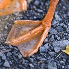 Kulcsfontosságú szerepet játszhat a kacsaláb a dinoszauruszok evolúciókutatásában Kulcsfontosságú szerepet játszhat a kacsaláb a dinoszauruszok evolúciókutatásában