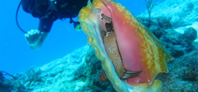 Az emberi tevékenység is közrejátszhat egy kagylókat érintő fertőző ráktípus terjedésében