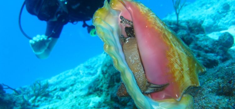 Az emberi tevékenység is közrejátszhat egy kagylókat érintő fertőző ráktípus terjedésében