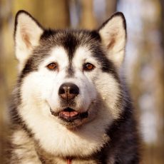 Különleges szánhúzó kutyák segítettek az inuit hódítóknak Különleges szánhúzó kutyák segítettek az inuit hódítóknak