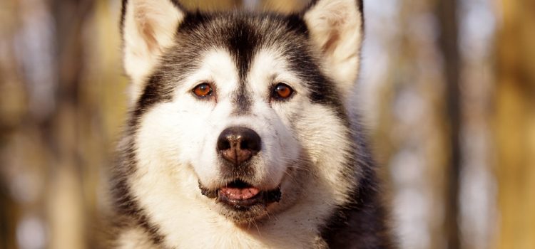 Különleges szánhúzó kutyák segítettek az inuit hódítóknak