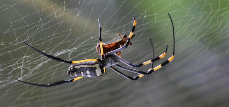 „Aggasztóan” fogynak a rovarok és a pókok Németországban