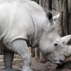 Lószőrből készült hamis tülök mentheti meg a rinocéroszokat
