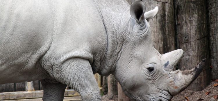 Lószőrből készült hamis tülök mentheti meg a rinocéroszokat