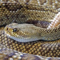 A rákosi vipera védelmét szolgáló program indult