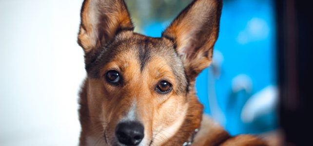 A szilveszteri petárdázás veszélyeire figyelmeztetik a kutyatartókat