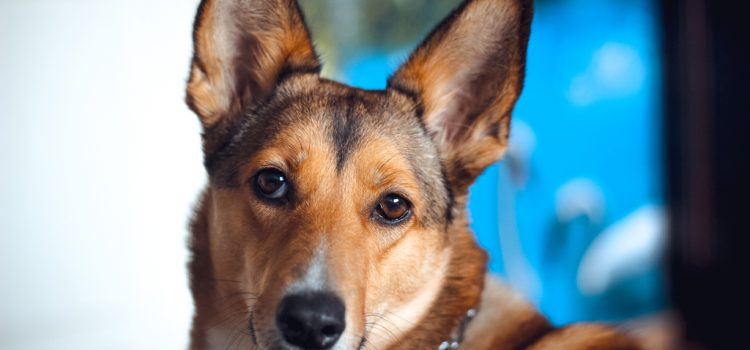 A szilveszteri petárdázás veszélyeire figyelmeztetik a kutyatartókat