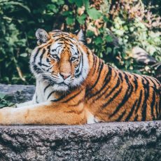 Rekordot jelentő csaknem 1300 kilométert tett már meg egy tigris Indiában