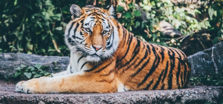Rekordot jelentő csaknem 1300 kilométert tett már meg egy tigris Indiában