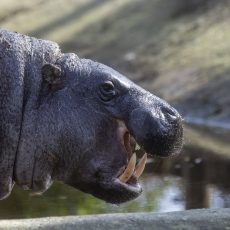 Törpe víziló született a Szegedi Vadasparkban Törpe víziló született a Szegedi Vadasparkban