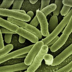 A baktériumokat új módon megölő antibiotikumot fedeztek fel A baktériumokat új módon megölő antibiotikumot fedeztek fel