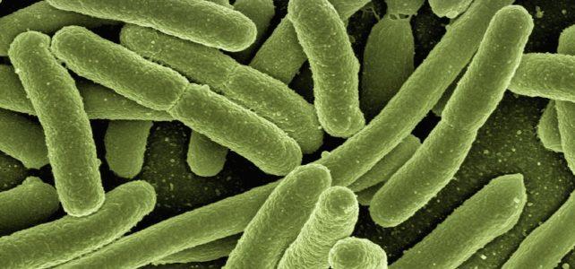 A baktériumokat új módon megölő antibiotikumot fedeztek fel