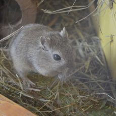 Idős nőstényegerek reprodukciós képességét sikerült visszaállítani egy kísérletben Idős nőstényegerek reprodukciós képességét sikerült visszaállítani egy kísérletben