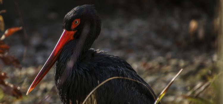 Idén is élőben követhető a gemenci fekete gólyák élete