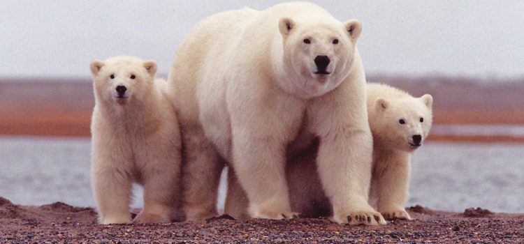 Soványabbak a Baffin-öböl jegesmedvéi és kevesebb bocsuk születik