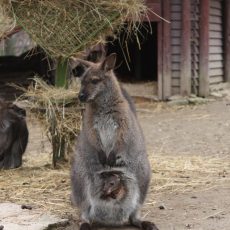 Kenguruk születtek a Nyíregyházi Állatparkban