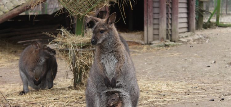 Kenguruk születtek a Nyíregyházi Állatparkban