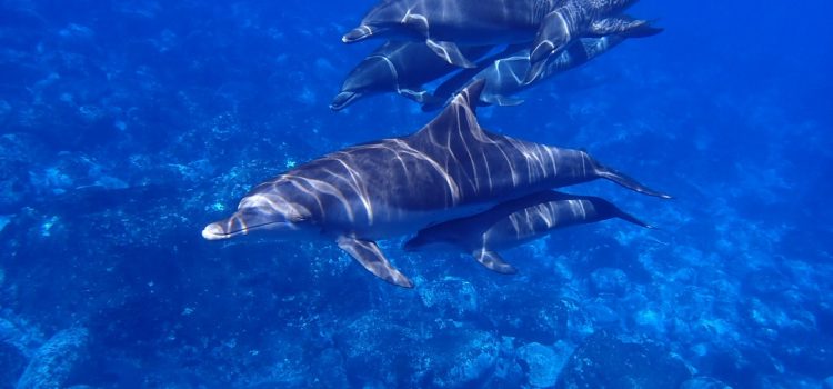 Rekordszámú kék bálna gyűlt össze az Atlanti-óceánon fekvő Déli-Georgia szigetnél