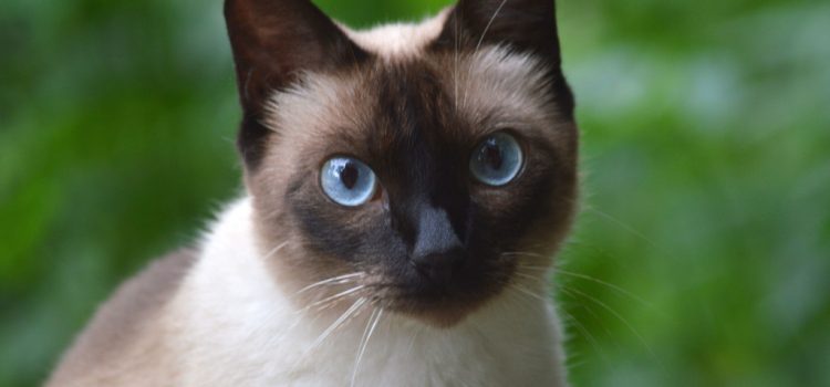 A lajhármaki mérge segíthet megérteni, miért allergiás sok ember a macskákra