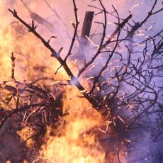 Ausztrál tűzvész – Az erdők ötödét elpusztították a bozóttüzek Ausztráliában