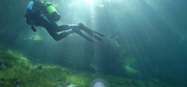 A víz alatti erdők genetikai sokféleségére jelenthetnek fenyegetést az óceáni hőhullámok