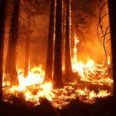 Nem pusztult el több erdő tavaly az Amazonas térségében a tűz miatt, mint átlagosan az elmúlt 17 évben