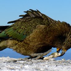 Az új-zélandi kea madár ugyanolyan eszes, mint a főemlősök