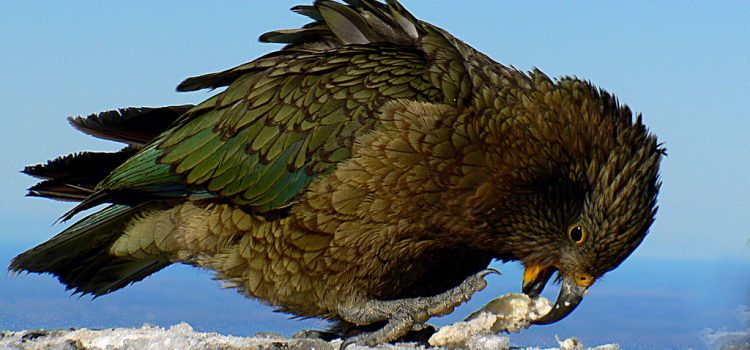 Az új-zélandi kea madár ugyanolyan eszes, mint a főemlősök