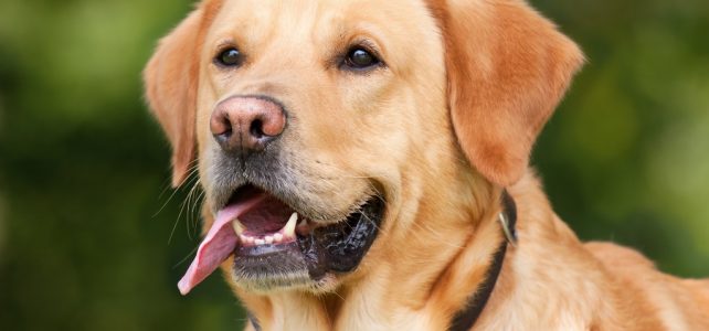 A kutyák agya hatékonyabban elemzi a beszélő kilétét, mint a beszédhangokat