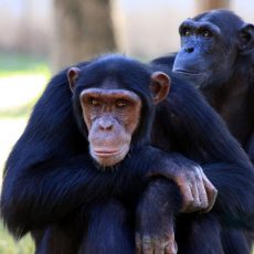Az emberhez hasonló módon öregszenek a csimpánzok