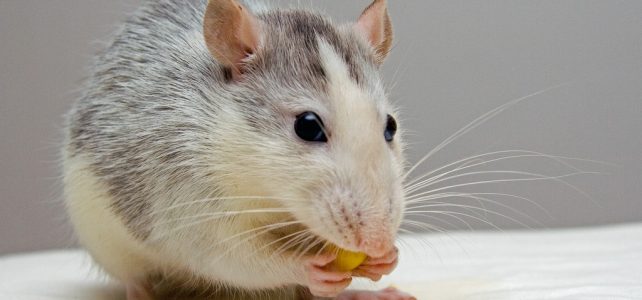 Először bizonyították, hogy érzelmeket fejez ki az egerek „arca”